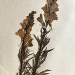 Load image into Gallery viewer, KEPT London Stock A framed herbarium
