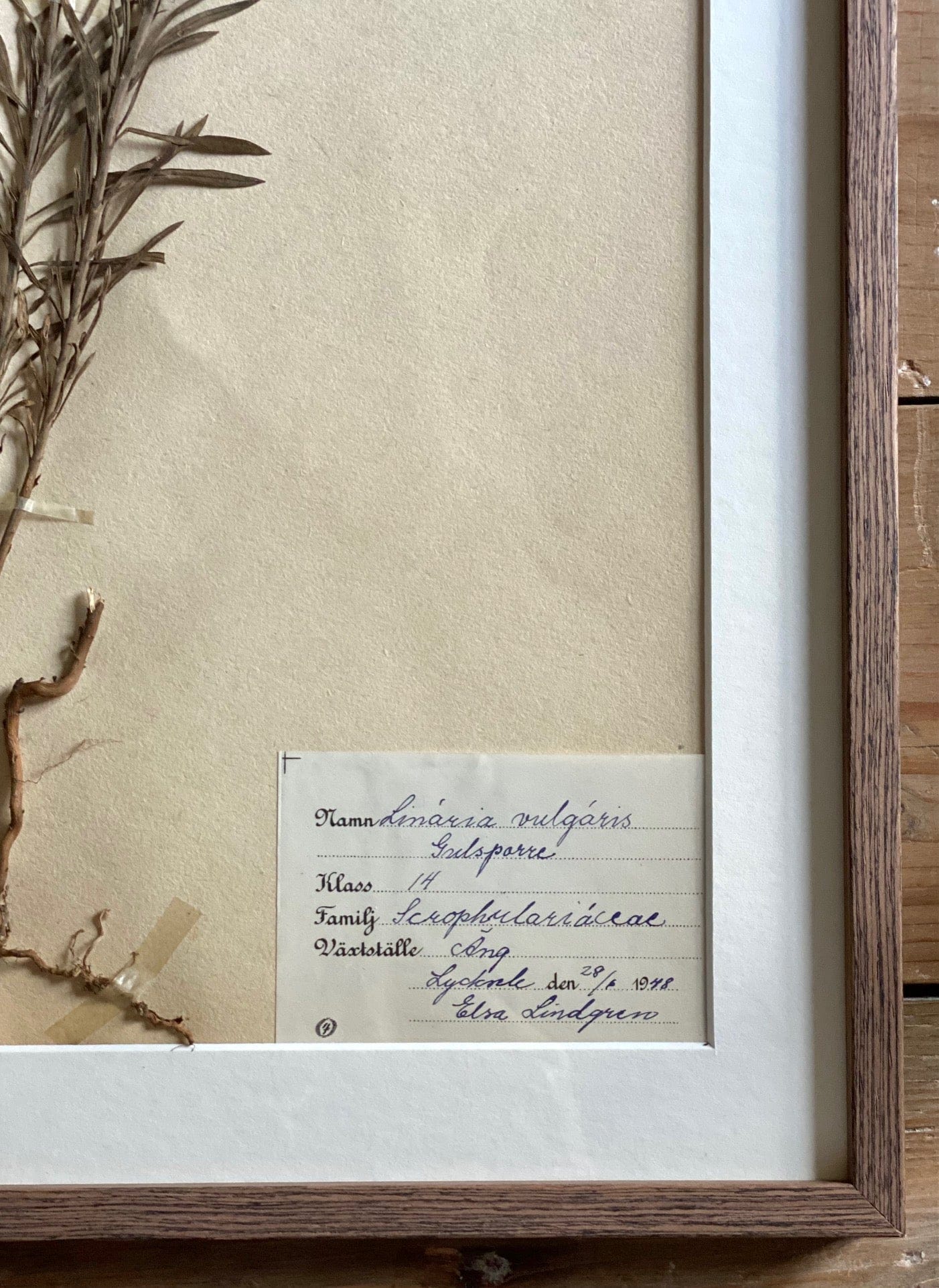 KEPT London Stock A framed herbarium