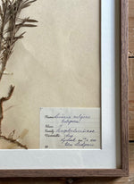 Load image into Gallery viewer, KEPT London Stock A framed herbarium
