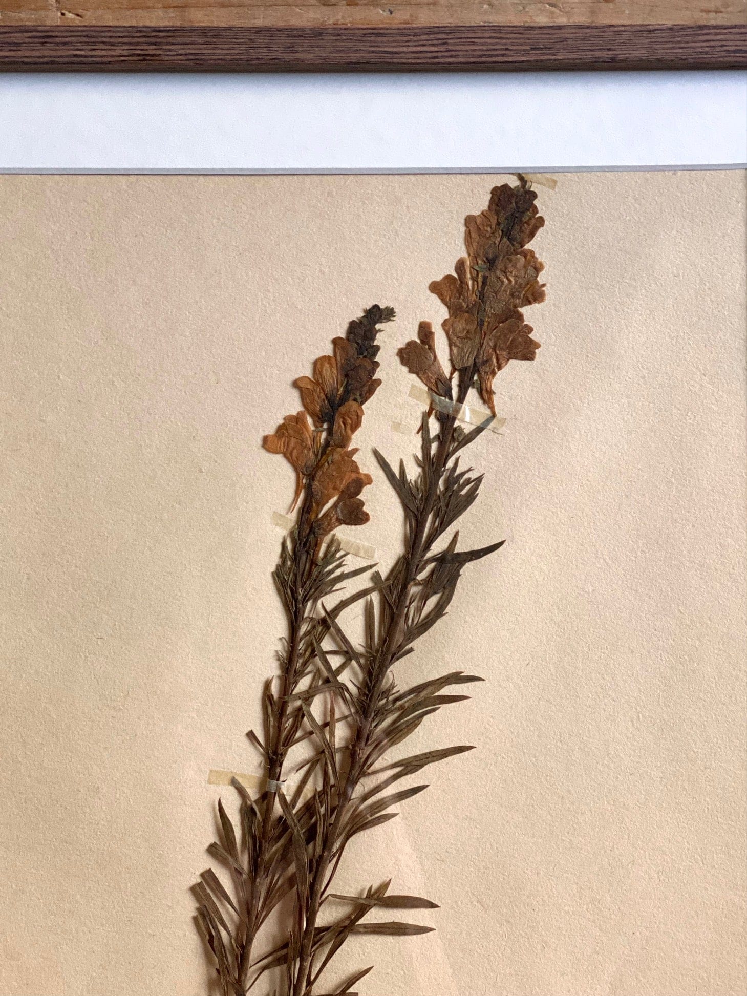 KEPT London Stock A framed herbarium