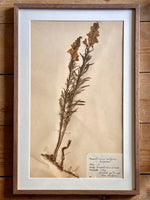 Load image into Gallery viewer, KEPT London Stock A framed herbarium
