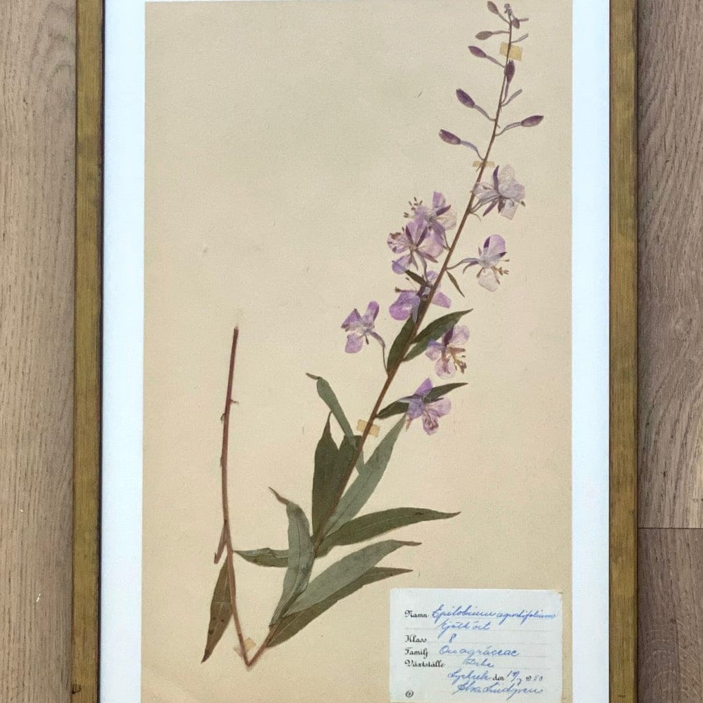 KEPT London Stock A framed Willowherb herbarium