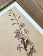 Load image into Gallery viewer, KEPT London Stock A framed Willowherb herbarium
