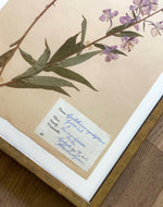 Load image into Gallery viewer, KEPT London Stock A framed Willowherb herbarium
