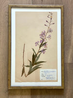 Load image into Gallery viewer, KEPT London Stock A framed Willowherb herbarium
