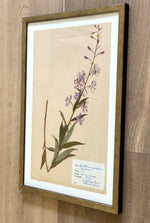 Load image into Gallery viewer, KEPT London Stock A framed Willowherb herbarium
