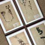 Load image into Gallery viewer, KEPT London Stock A set of four framed herbarium specimens
