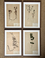 Load image into Gallery viewer, KEPT London Stock A set of four framed herbarium specimens
