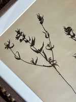 Load image into Gallery viewer, KEPT London Stock A set of four framed herbarium specimens
