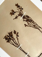 Load image into Gallery viewer, KEPT London Stock A set of four framed herbarium specimens
