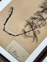 Load image into Gallery viewer, KEPT London Stock A set of four framed herbarium specimens
