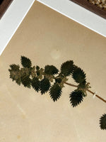 Load image into Gallery viewer, KEPT London Stock A set of four framed herbarium specimens

