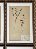 Load image into Gallery viewer, KEPT London Stock A set of four framed herbarium specimens
