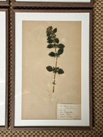 Load image into Gallery viewer, KEPT London Stock A set of four framed herbarium specimens
