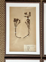 Load image into Gallery viewer, KEPT London Stock A set of four framed herbarium specimens
