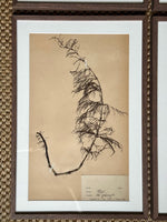 Load image into Gallery viewer, KEPT London Stock A set of four framed herbarium specimens
