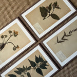 Load image into Gallery viewer, KEPT London Stock A set of four herbarium specimens, framed

