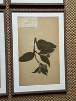 Load image into Gallery viewer, KEPT London Stock A set of four herbarium specimens, framed
