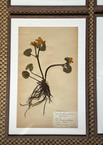 Load image into Gallery viewer, KEPT London Stock A set of four herbarium specimens, framed
