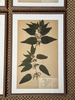 Load image into Gallery viewer, KEPT London Stock A set of four herbarium specimens, framed
