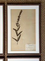 Load image into Gallery viewer, KEPT London Stock A set of four herbarium specimens, framed
