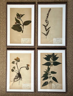 Load image into Gallery viewer, KEPT London Stock A set of four herbarium specimens, framed
