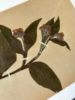 Load image into Gallery viewer, KEPT London Stock A set of four herbarium specimens, framed
