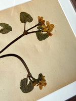 Load image into Gallery viewer, KEPT London Stock A set of four herbarium specimens, framed

