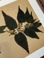 Load image into Gallery viewer, KEPT London Stock A set of four herbarium specimens, framed
