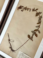 Load image into Gallery viewer, KEPT London Stock A set of six herbarium specimens, framed
