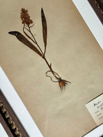 Load image into Gallery viewer, KEPT London Stock A set of six herbarium specimens, framed
