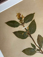 Load image into Gallery viewer, KEPT London Stock A set of six herbarium specimens, framed
