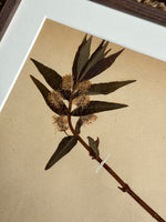 Load image into Gallery viewer, KEPT London Stock A set of six herbarium specimens, framed
