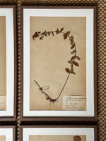 Load image into Gallery viewer, KEPT London Stock A set of six herbarium specimens, framed
