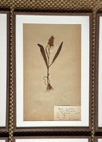 Load image into Gallery viewer, KEPT London Stock A set of six herbarium specimens, framed
