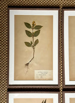 Load image into Gallery viewer, KEPT London Stock A set of six herbarium specimens, framed

