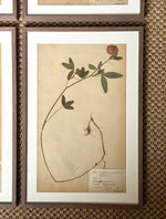 Load image into Gallery viewer, KEPT London Stock A set of six herbarium specimens, framed
