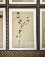 Load image into Gallery viewer, KEPT London Stock A set of six herbarium specimens, framed
