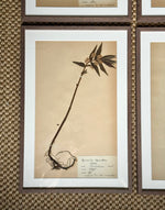 Load image into Gallery viewer, KEPT London Stock A set of six herbarium specimens, framed

