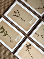 Load image into Gallery viewer, KEPT London Stock A set of six herbarium specimens, framed
