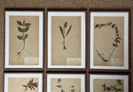 Load image into Gallery viewer, KEPT London Stock A set of six herbarium specimens, framed
