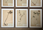 Load image into Gallery viewer, KEPT London Stock A set of six herbarium specimens, framed
