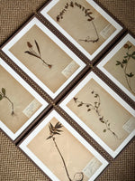 Load image into Gallery viewer, KEPT London Stock A set of six herbarium specimens, framed
