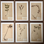 Load image into Gallery viewer, KEPT London Stock A set of six herbarium specimens, framed
