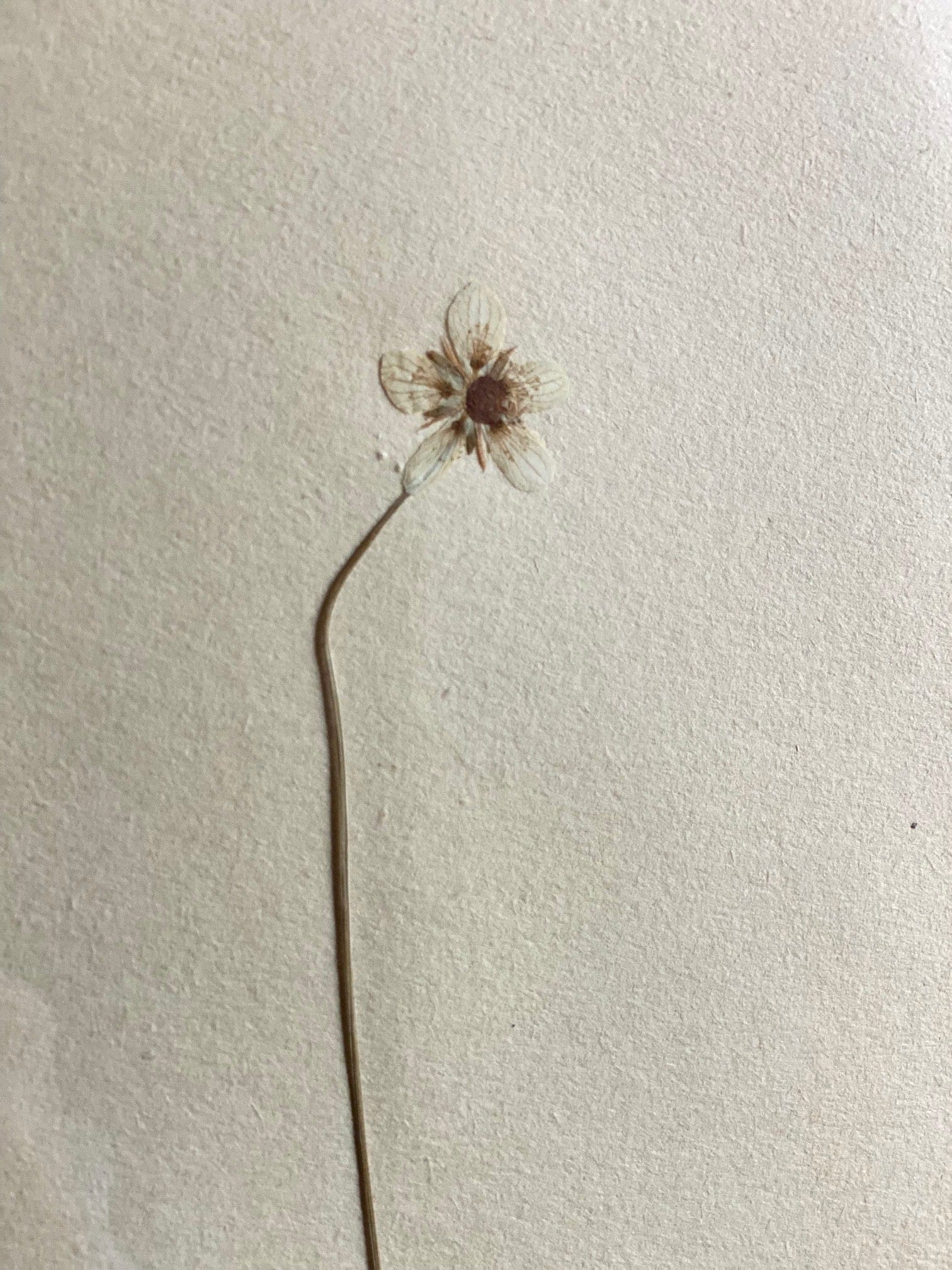 KEPT London Stock A set of three framed herbariums