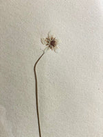 Load image into Gallery viewer, KEPT London Stock A set of three framed herbariums
