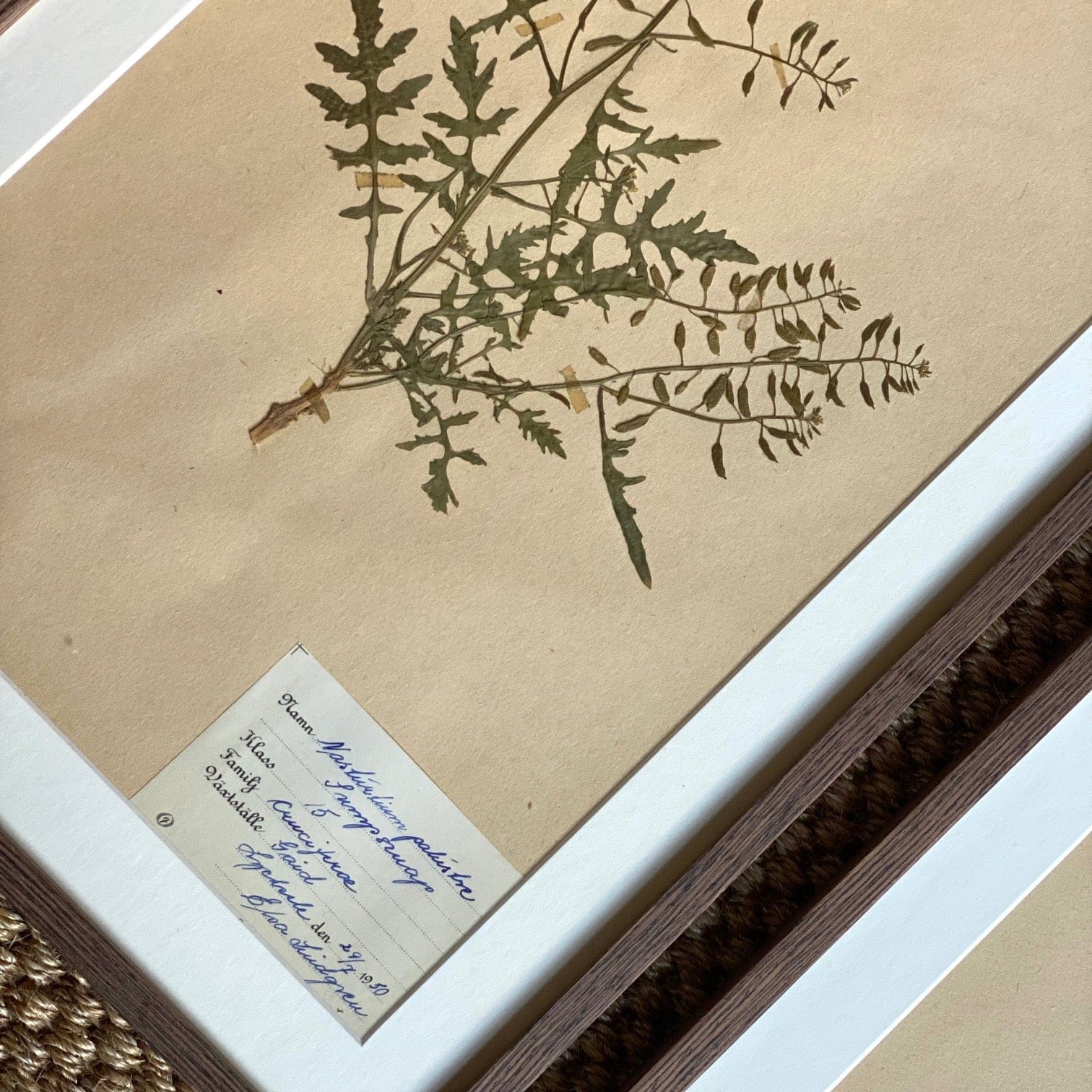 KEPT London Stock A set of three framed herbariums