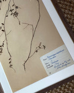 Load image into Gallery viewer, KEPT London Stock A set of three framed herbariums
