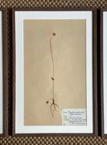Load image into Gallery viewer, KEPT London Stock A set of three framed herbariums

