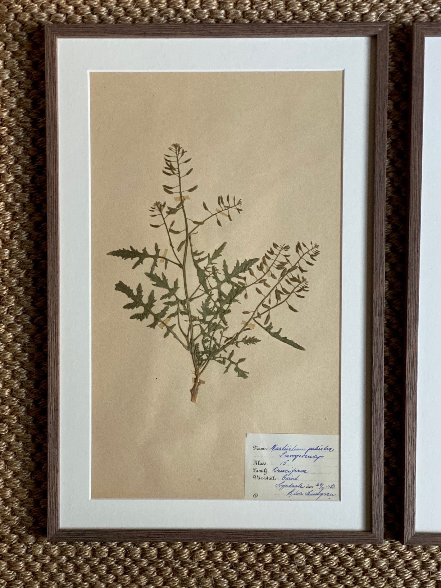 KEPT London Stock A set of three framed herbariums